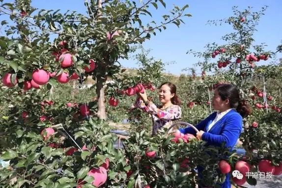 甘肅靈臺縣：蘋果紅了，果農(nóng)的錢袋子鼓了